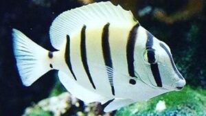 Convict Tang