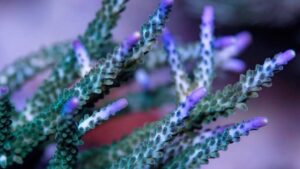 Coolers Champagne Acro