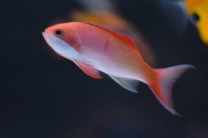 Coopers Anthias
