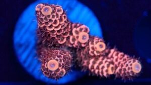 Copper Acropora Millepora