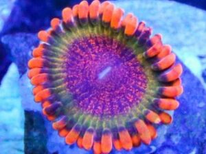 Bloodshot Krakatoa Zoas