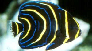 Cortez Angelfish