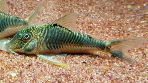 Corydoras geoffroy