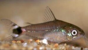 Dwarf corydoras