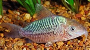 Corydoras latus