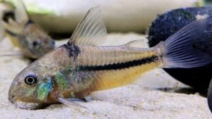 Blue corydoras