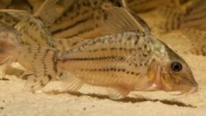 Ornate Corydoras