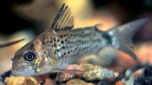 Corydoras osteocarus