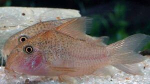 Corydoras polystictus