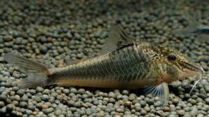 Corydoras semiaquilus