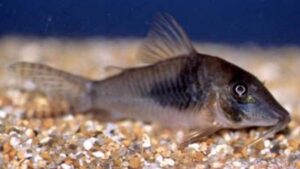 Corydoras septentrionalis