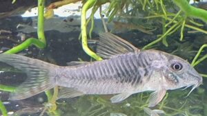 Corydoras simulatus
