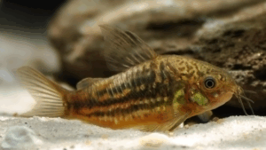Corydoras undulatus