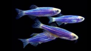 Cosmic Blue Danio Glofish