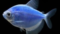 Cosmic Blue Tetra Glofish