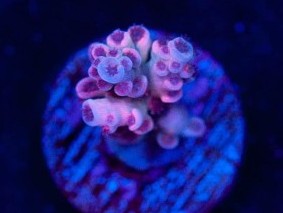 Cotton Candy Acropora Tenuis