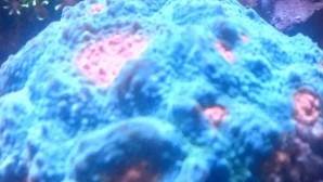 Cotton Candy Chalice