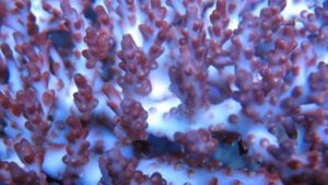 Crayola Flower Table