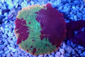 Crazed Eclectus Jawbreaker Mushroom