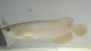Crossback Arowana