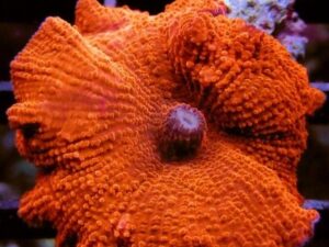 Crossette Inferno Mushroom