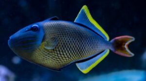 Crosshatch Triggerfish
