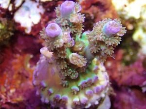 Crown Jewels Acropora
