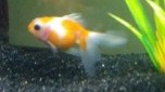 Crown Pearlscale Goldfish