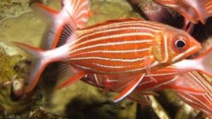Crown Squirrelfish