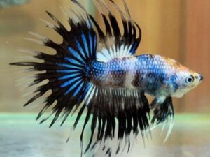 Crown Tail Betta
