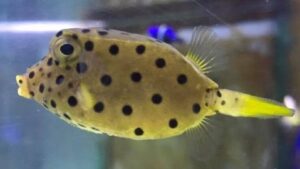 Cubicus Boxfish