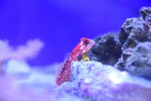 Ruby Red Dragonet