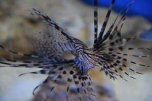 Colored Volitan Lionfish
