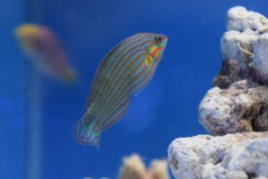 Hoevens Wrasse