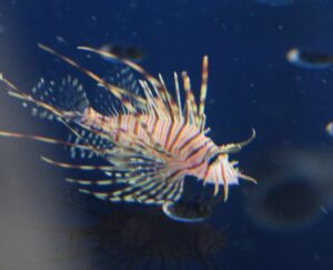 Miles Lionfish