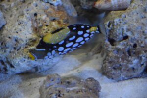 Clown Triggerfish