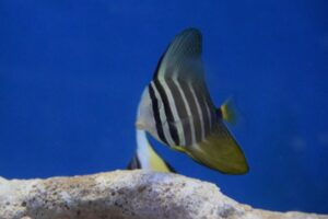 Sailfin Tang