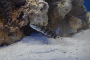 Sleeper Banded Goby
