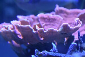 Red Montipora Capricornis