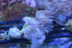 Branching Polyp Duncan