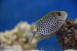 Yellow Blotch Rabbitfish