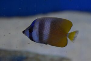 Orange Butterflyfish