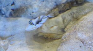 Humu Picasso Triggerfish