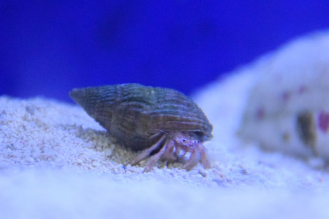 White Leg Hermit Crab