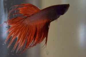Red Feather Tail Betta