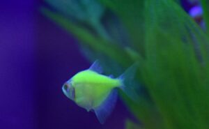 Glofish Tetras, Electric Green