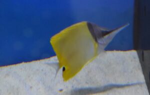 Yellow Longnose Butterflyfish