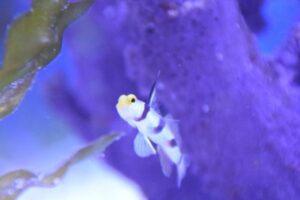 Hi Fin Red Banded Goby