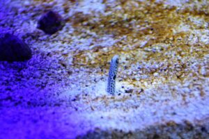 Spotted Garden Eel