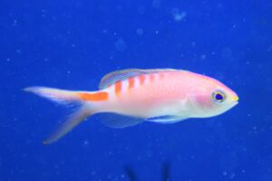 Loris Anthias